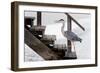 With a Firm Step-Michel Guyot-Framed Photographic Print