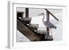 With a Firm Step-Michel Guyot-Framed Photographic Print