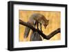 With Blazing Eyes-Csaba Tokolyi-Framed Photographic Print