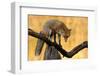 With Blazing Eyes-Csaba Tokolyi-Framed Photographic Print