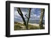 With Lichens Covered Beech Trunks on the Western Beach of Darss Peninsula-Uwe Steffens-Framed Photographic Print