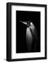 With tears-Alex Zhao-Framed Photographic Print