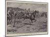With the Australian Troops in South Africa, Riding for a Fall-Godfrey Douglas Giles-Mounted Premium Giclee Print
