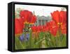 With the White House in the Background, Blooming Tulips in Lafayette Park Frame the White House-null-Framed Stretched Canvas