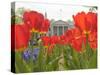 With the White House in the Background, Blooming Tulips in Lafayette Park Frame the White House-null-Stretched Canvas