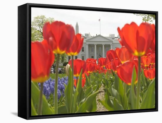 With the White House in the Background, Blooming Tulips in Lafayette Park Frame the White House-null-Framed Stretched Canvas