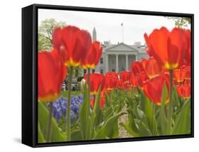 With the White House in the Background, Blooming Tulips in Lafayette Park Frame the White House-null-Framed Stretched Canvas