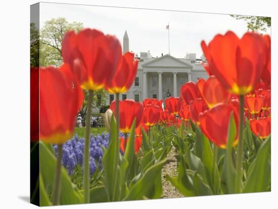 With the White House in the Background, Blooming Tulips in Lafayette Park Frame the White House-null-Stretched Canvas