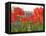 With the White House in the Background, Blooming Tulips in Lafayette Park Frame the White House-null-Framed Stretched Canvas