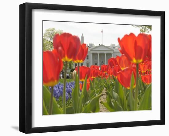 With the White House in the Background, Blooming Tulips in Lafayette Park Frame the White House-null-Framed Photographic Print