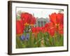 With the White House in the Background, Blooming Tulips in Lafayette Park Frame the White House-null-Framed Photographic Print