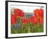 With the White House in the Background, Blooming Tulips in Lafayette Park Frame the White House-null-Framed Photographic Print