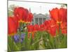 With the White House in the Background, Blooming Tulips in Lafayette Park Frame the White House-null-Mounted Photographic Print