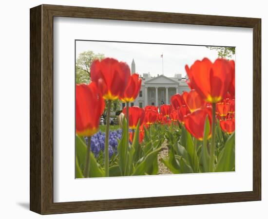 With the White House in the Background, Blooming Tulips in Lafayette Park Frame the White House-null-Framed Photographic Print