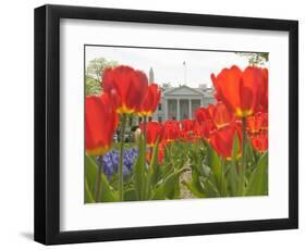 With the White House in the Background, Blooming Tulips in Lafayette Park Frame the White House-null-Framed Photographic Print