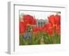 With the White House in the Background, Blooming Tulips in Lafayette Park Frame the White House-null-Framed Photographic Print