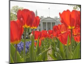 With the White House in the Background, Blooming Tulips in Lafayette Park Frame the White House-null-Mounted Photographic Print