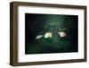 Withe hydrangea-Takashi Suzuki-Framed Photographic Print