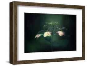 Withe hydrangea-Takashi Suzuki-Framed Photographic Print