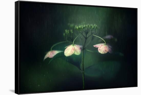 Withe hydrangea-Takashi Suzuki-Framed Stretched Canvas