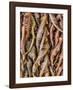 Withered Sword Fern-Don Paulson-Framed Giclee Print