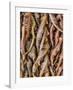 Withered Sword Fern-Don Paulson-Framed Giclee Print