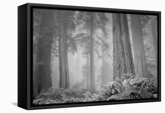 Within a Misty Grove, California Redwoods-null-Framed Stretched Canvas