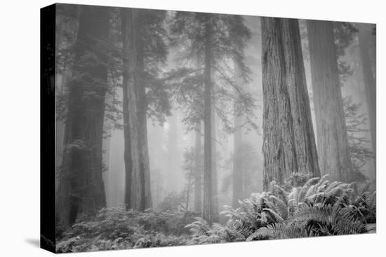 Within a Misty Grove, California Redwoods-null-Stretched Canvas