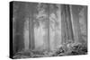 Within a Misty Grove, California Redwoods-null-Stretched Canvas