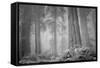 Within a Misty Grove, California Redwoods-null-Framed Stretched Canvas