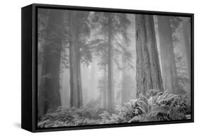 Within a Misty Grove, California Redwoods-null-Framed Stretched Canvas