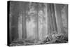 Within a Misty Grove, California Redwoods-null-Stretched Canvas