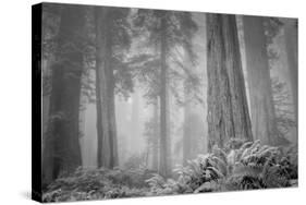 Within a Misty Grove, California Redwoods-null-Stretched Canvas