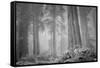 Within a Misty Grove, California Redwoods-null-Framed Stretched Canvas