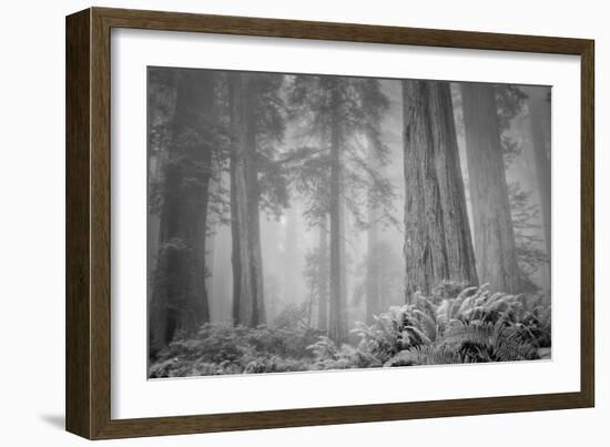 Within a Misty Grove, California Redwoods-null-Framed Photographic Print