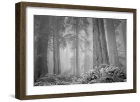 Within a Misty Grove, California Redwoods-null-Framed Photographic Print