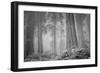 Within a Misty Grove, California Redwoods-null-Framed Photographic Print