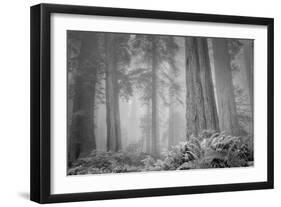 Within a Misty Grove, California Redwoods-null-Framed Photographic Print