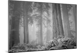 Within a Misty Grove, California Redwoods-null-Mounted Photographic Print