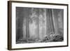 Within a Misty Grove, California Redwoods-null-Framed Photographic Print