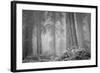 Within a Misty Grove, California Redwoods-null-Framed Photographic Print