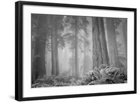 Within a Misty Grove, California Redwoods-null-Framed Photographic Print