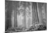 Within a Misty Grove, California Redwoods-null-Mounted Photographic Print