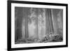 Within a Misty Grove, California Redwoods-null-Framed Photographic Print