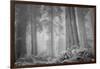 Within a Misty Grove, California Redwoods-null-Framed Photographic Print