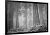 Within a Misty Grove, California Redwoods-null-Framed Photographic Print