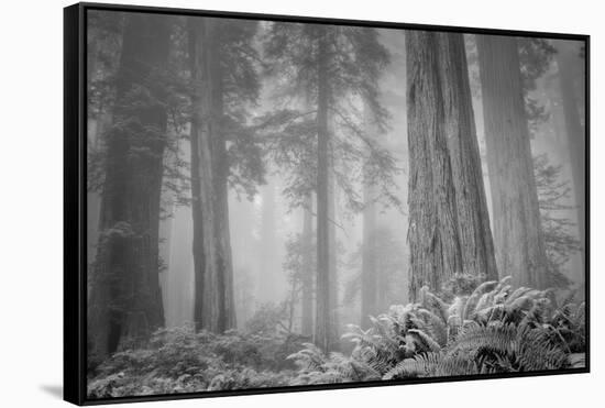 Within a Misty Grove, California Redwoods-null-Framed Stretched Canvas