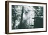 Within Light and Trees Redwood Forest, California Coast-Vincent James-Framed Premium Photographic Print