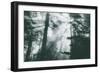 Within Light and Trees Redwood Forest, California Coast-Vincent James-Framed Photographic Print