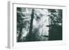 Within Light and Trees Redwood Forest, California Coast-Vincent James-Framed Photographic Print